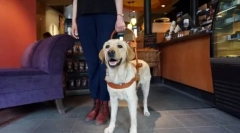 Animalele nu se bucură aici: pot să mă duc la magazin cu un câine